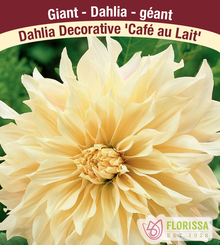Dahlia Giant Dinnerplate - Café au Lait Bulk