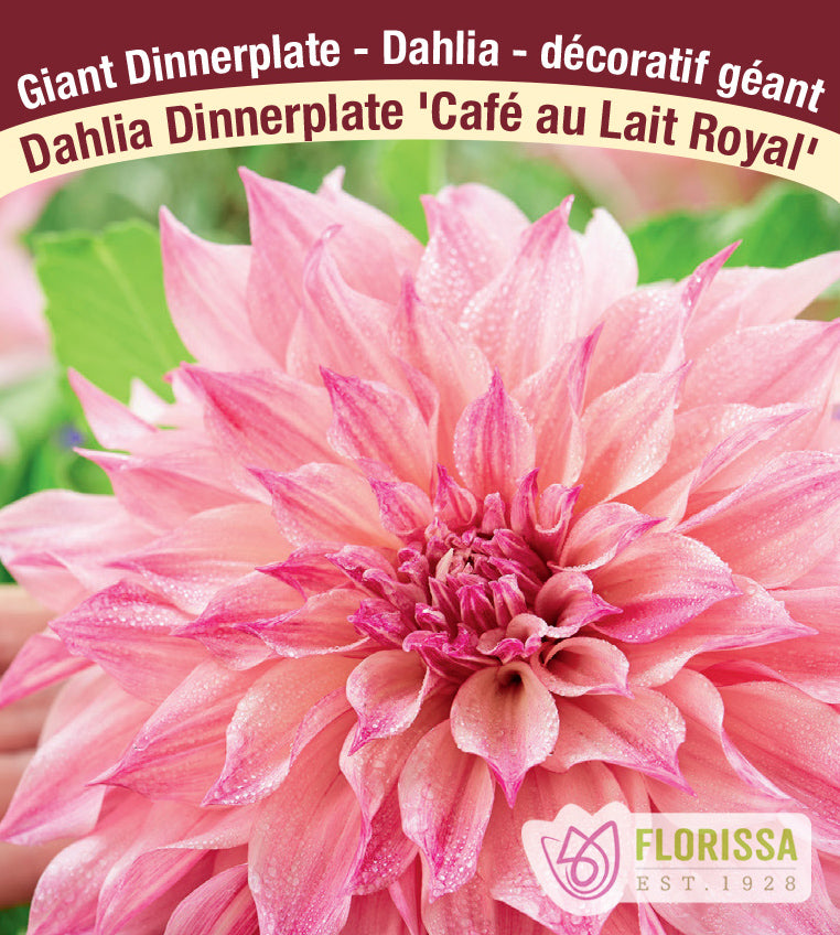 Dahlia Giant Dinnerplate - Café au Lait Royal Bulk