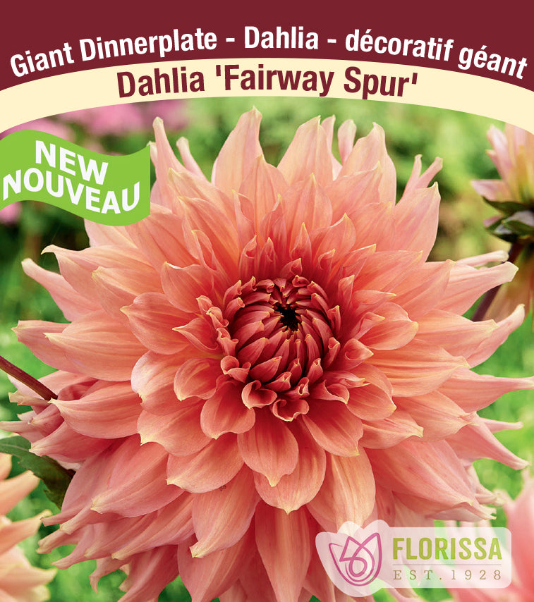 Dahlia Giant Dinnerplate - Fairway Spur Bulk