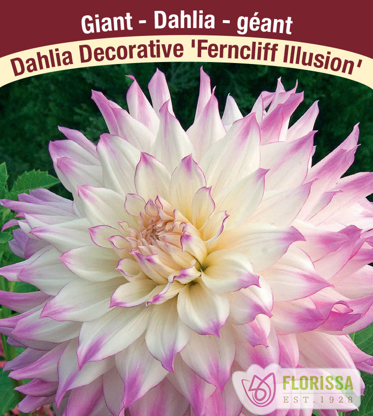 Dahlia Giant Dinnerplate - Ferncliff Illusion Bulk