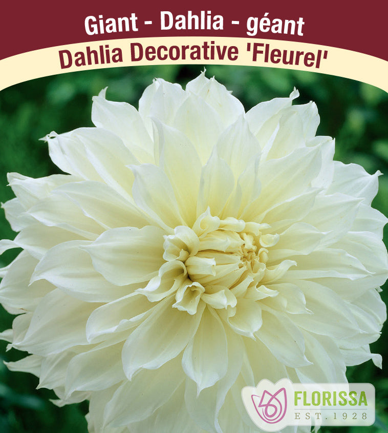 Dahlia Giant Dinnerplate - Fleurel Bulk