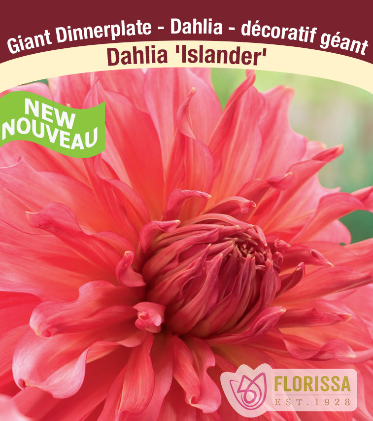 Dahlia Giant Dinnerplate - Islander Bulk