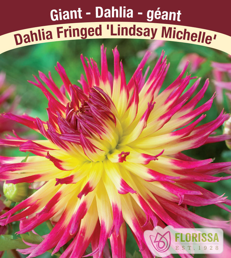 Dahlia Fringed - Lindsay Michelle Bulk