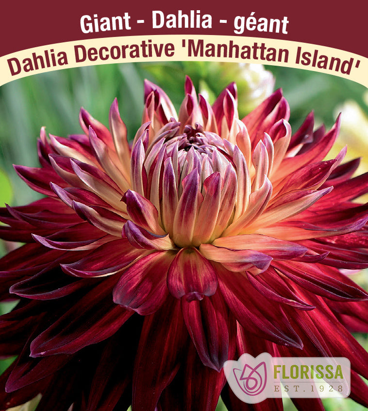 Dahlia Giant Dinnerplate - Manhattan Island Bulk