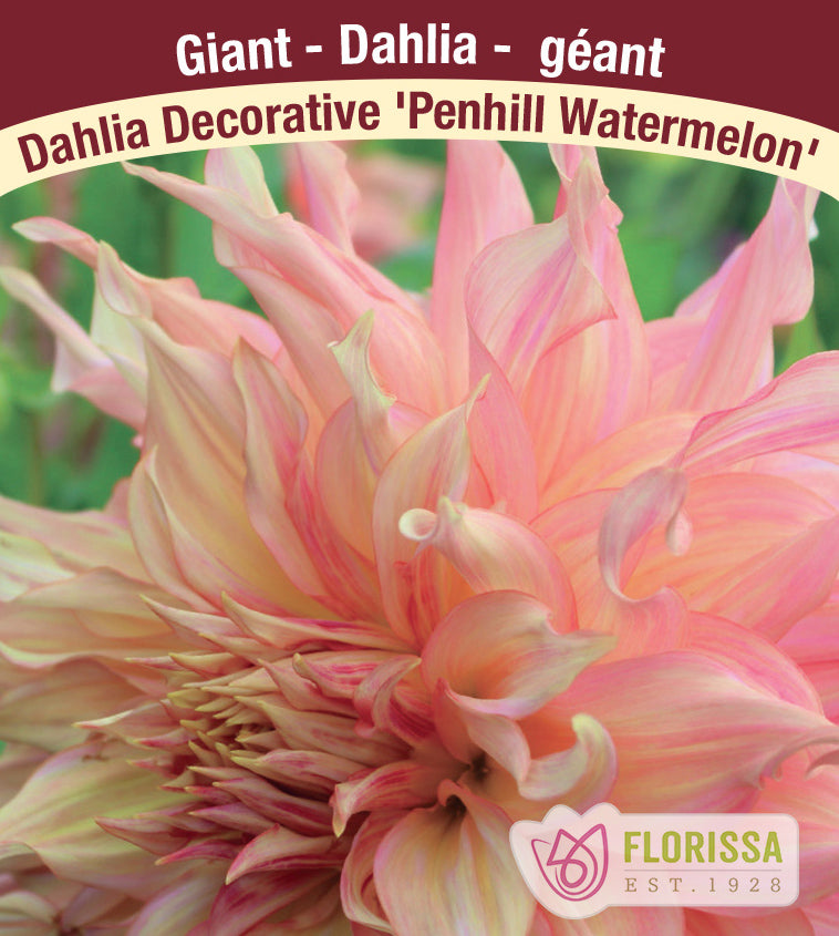 Dahlia Giant Dinnerplate - Penhill Watermelon Bulk
