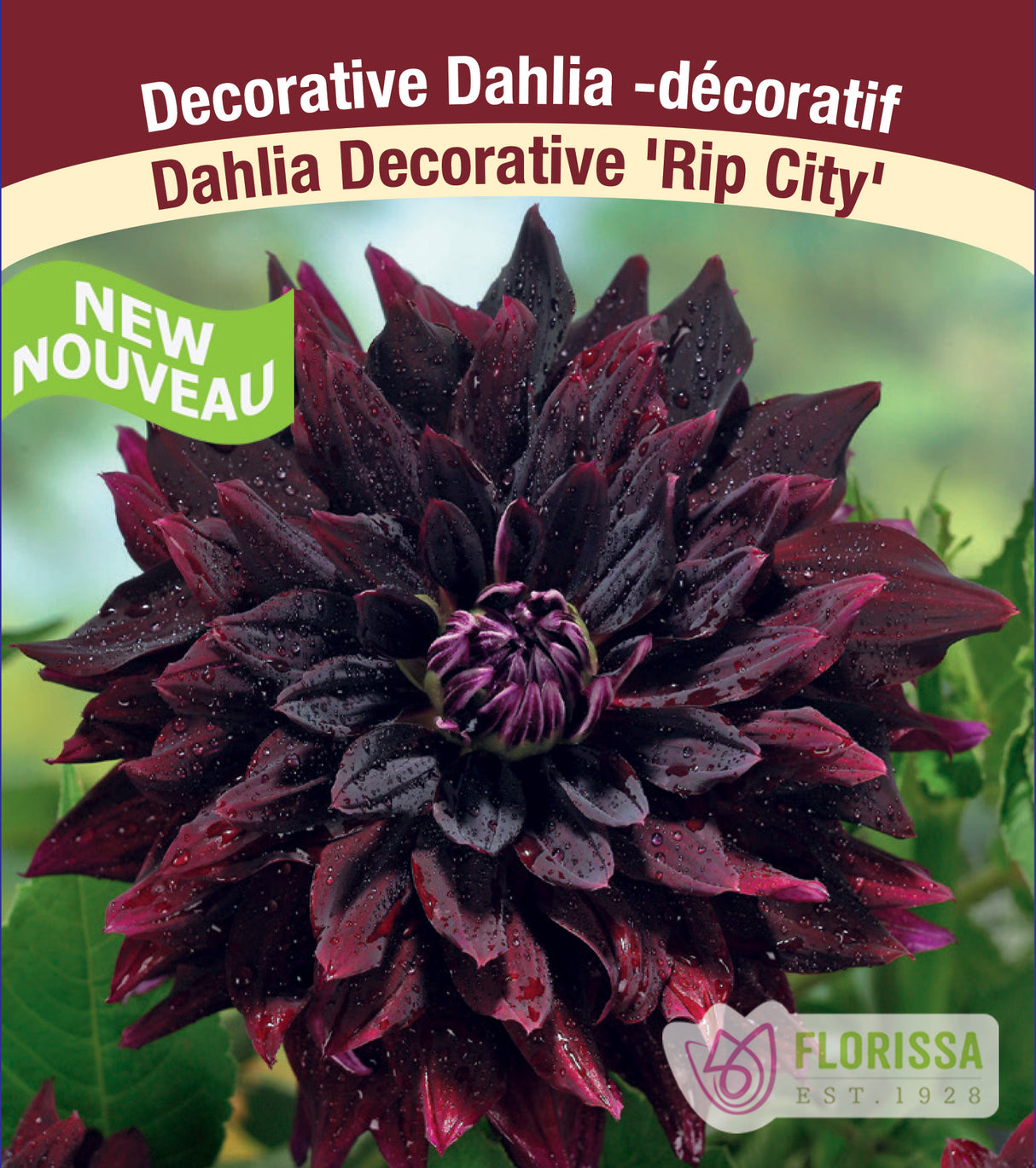 Dahlia Decorative - Rip City Bulk