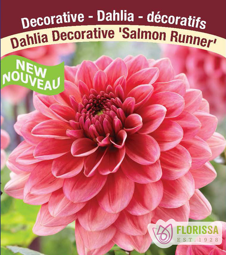 Dahlia Decorative - Salmon Runner Bulk