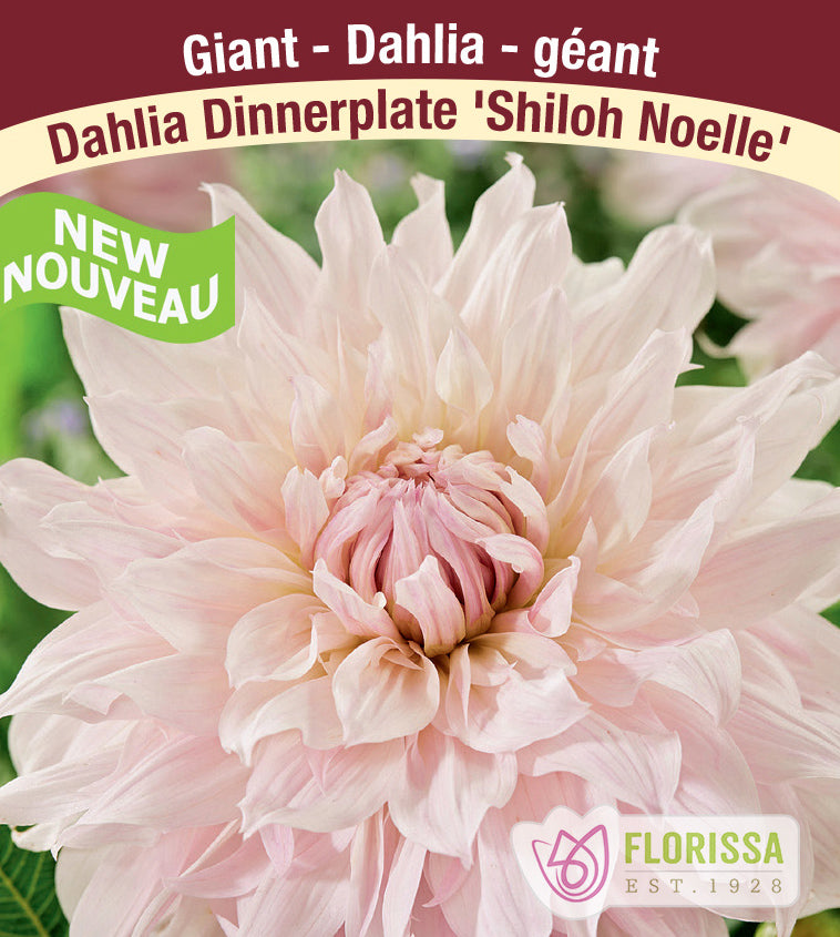 Dahlia Giant Dinnerplate - Shiloh Noelle Bulk