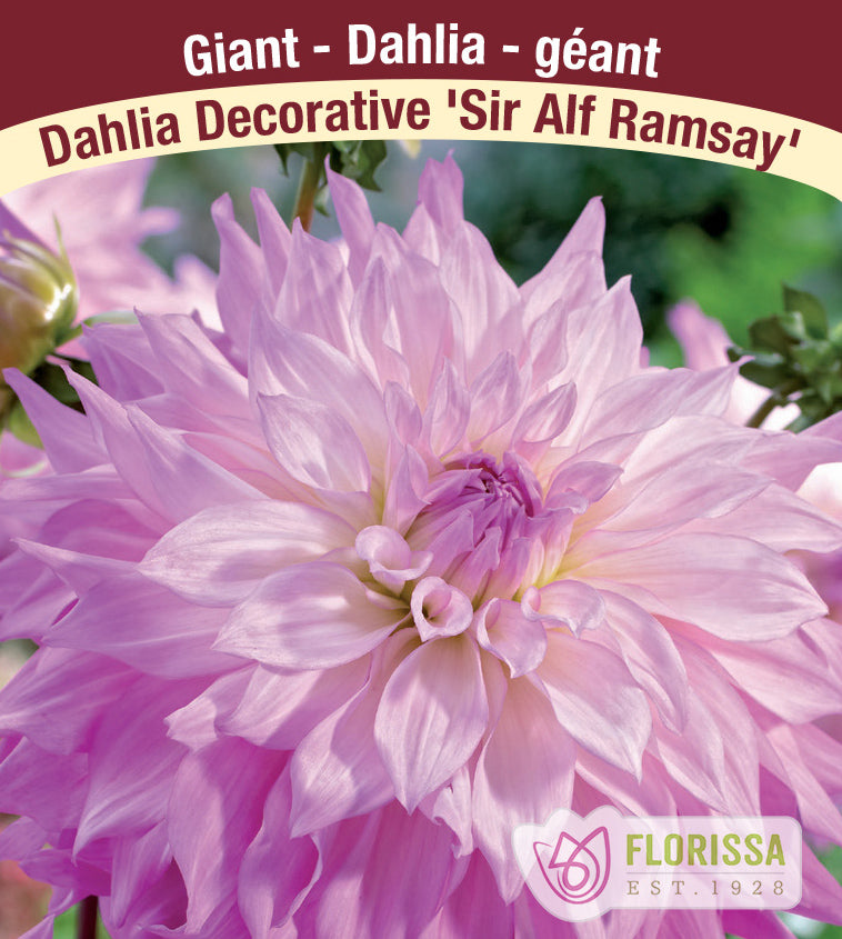 Dahlia Giant Dinnerplate - Sir Alf Ramsey Bulk