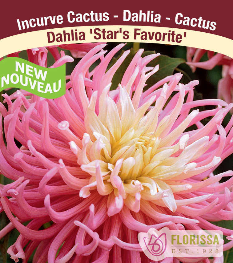 Dahlia Fringed - Stars Favorite Bulk