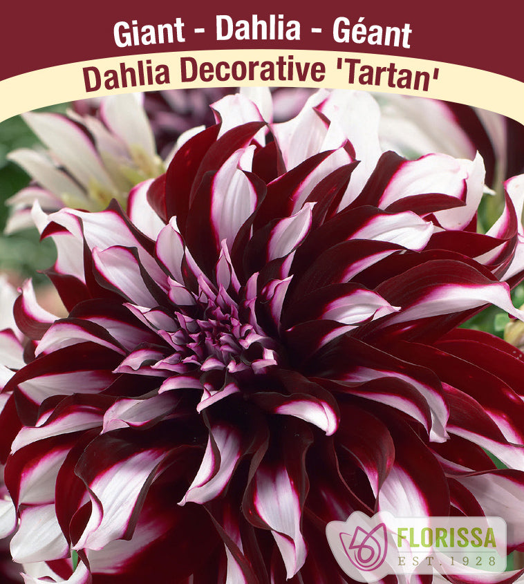 Dahlia Giant Dinnerplate - Tartan Bulk