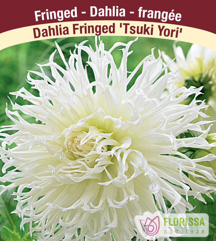 Dahlia Fringed - Tsuki Yori Bulk