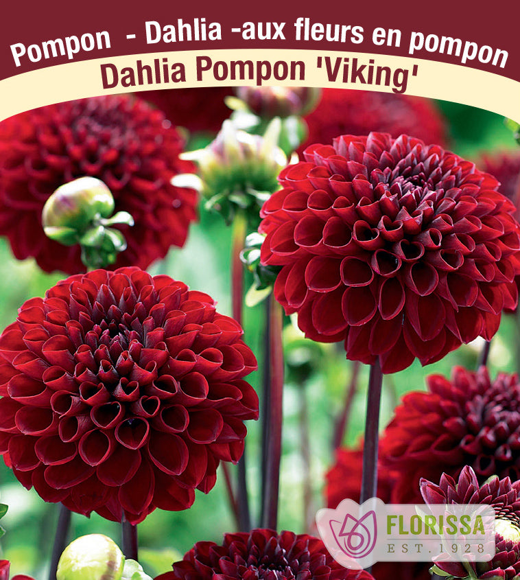 Dahlia Pompon - Viking Bulk