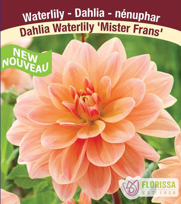 Dahlia Waterlily - Mister Frans Bulk