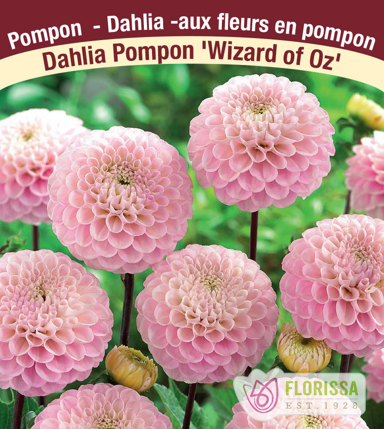 Dahlia Pompon - Wizard of Oz Bulk