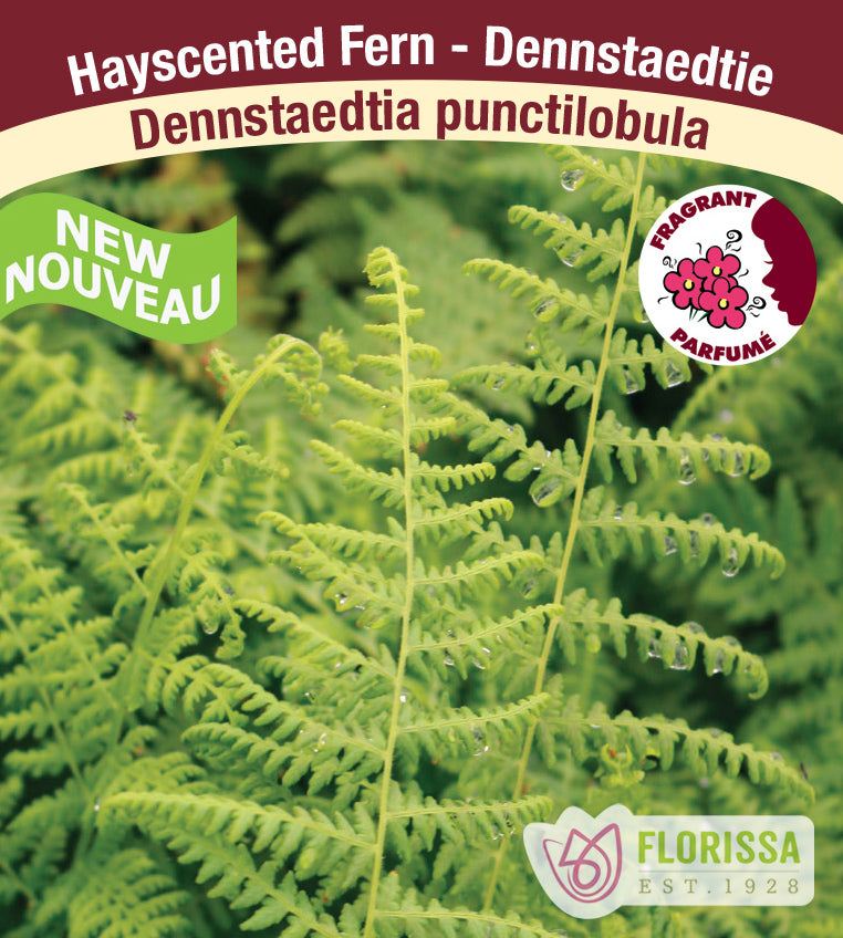 Dennstaedtia - punctilobula