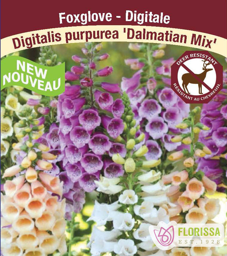 Digitalis - Dalmatian Mix