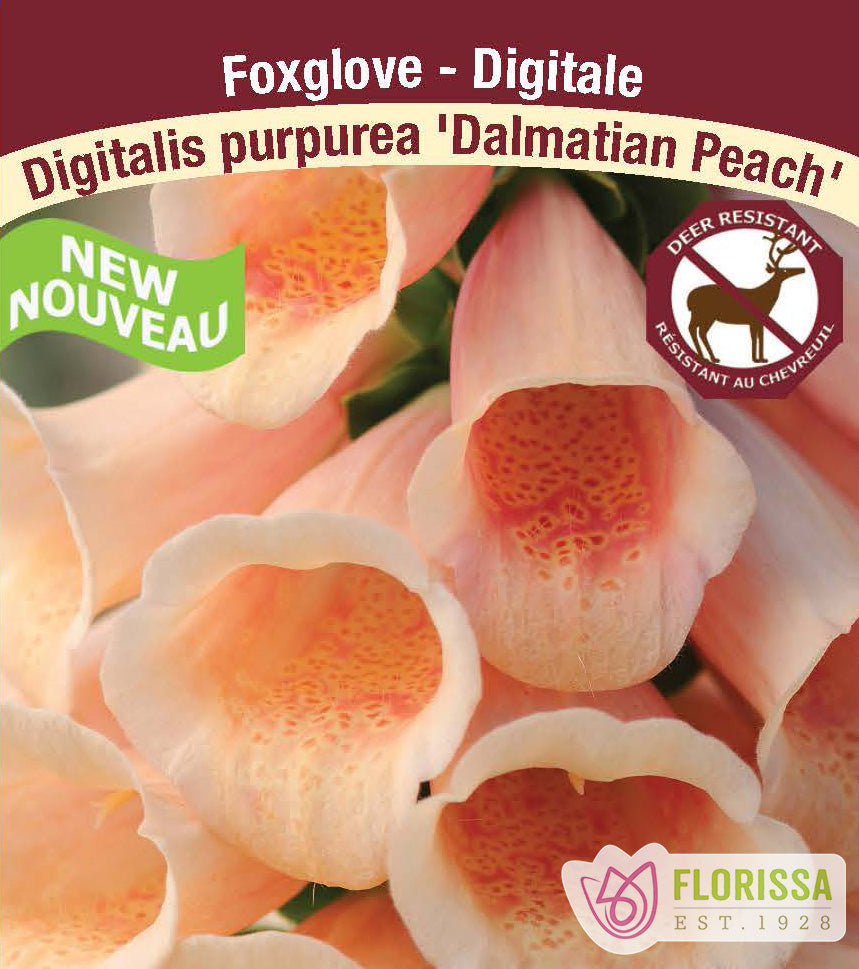 Digitalis - Dalmatian Peach