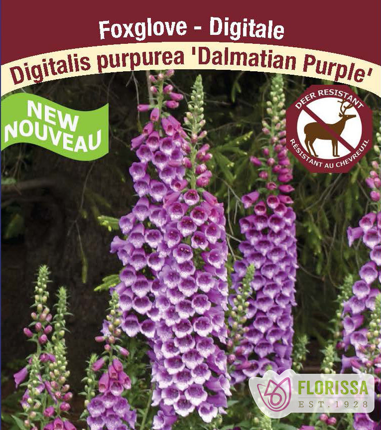 Digitalis - Dalmatian Purple