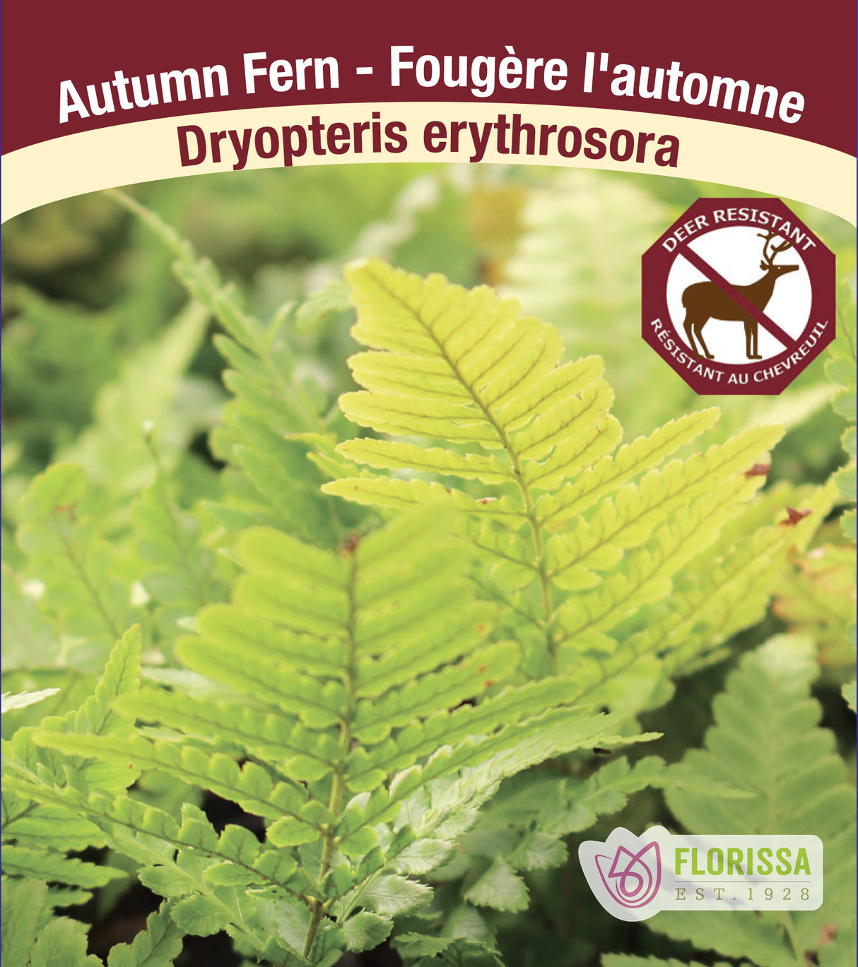 Dryopteris - erythrosora