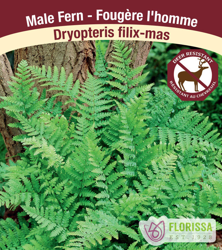 Dryopteris - filix-mas