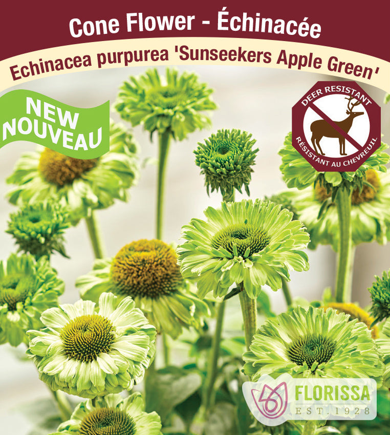 Echinacea - pur. Sunseeker Apple Green