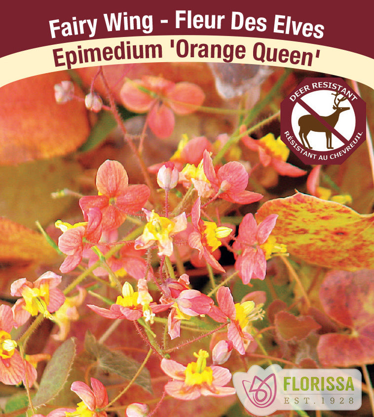 Epimedium - pubigerum Orange Queen