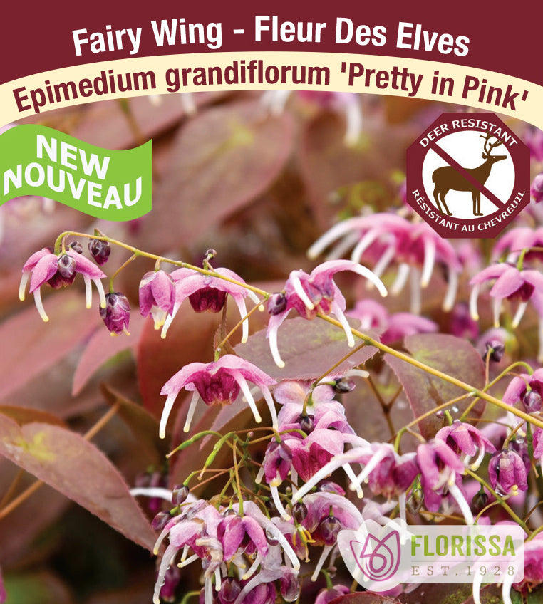Epimedium - grandiflorum Pretty in Pink