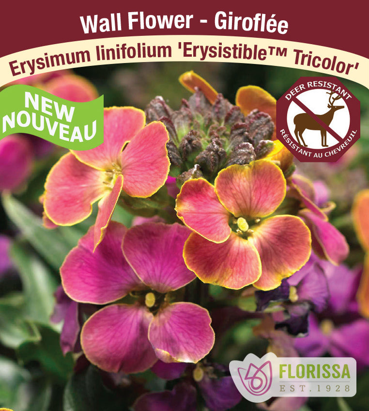 Erysimum  - linifolium Erysistible™ Tricolor