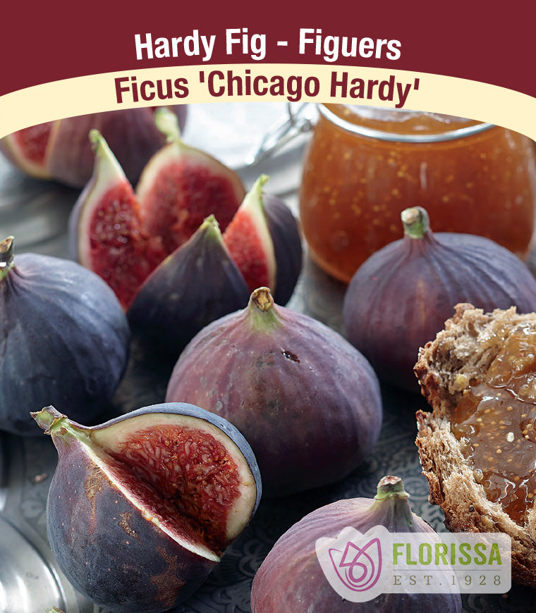 Hardy Fig - Chicago Hardy Bulk