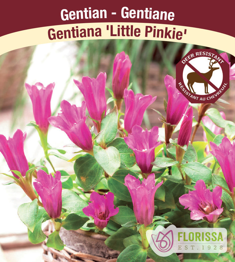Gentiana - Little Pinkie