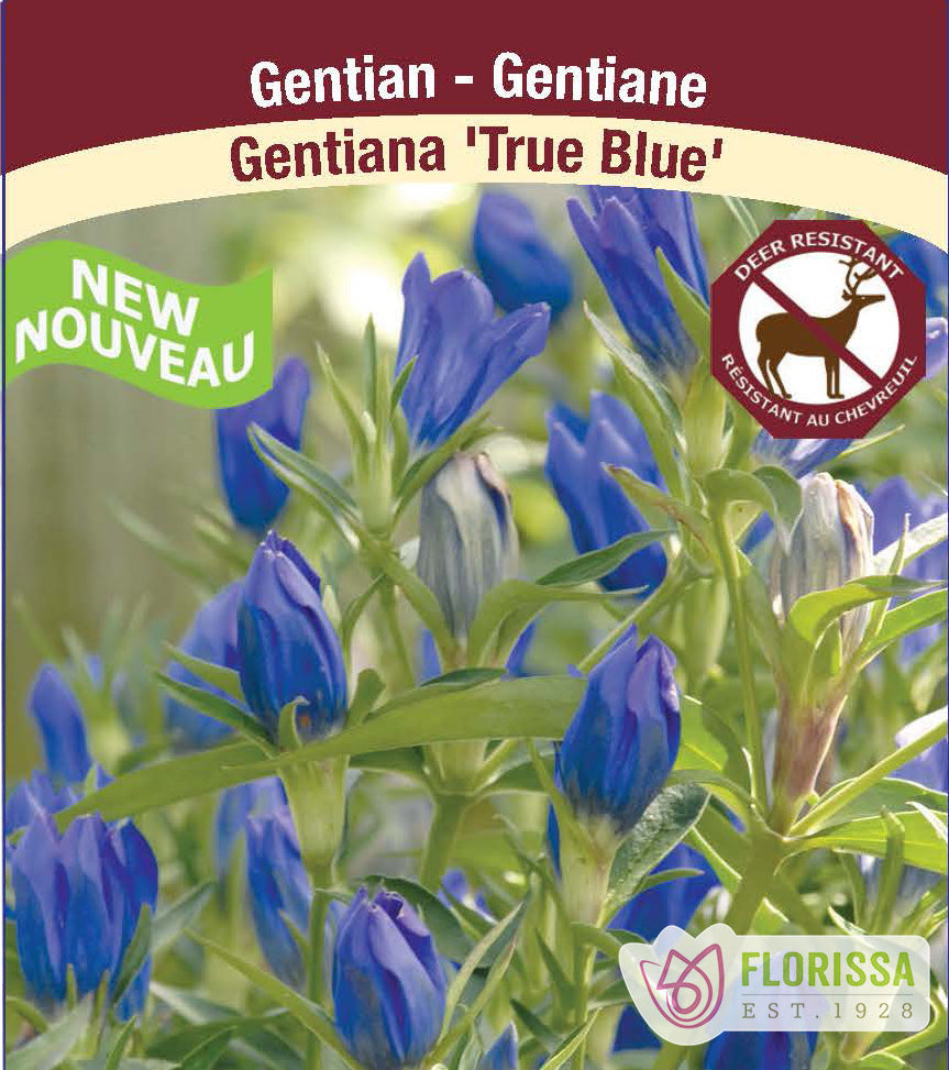 Gentiana - True Blue