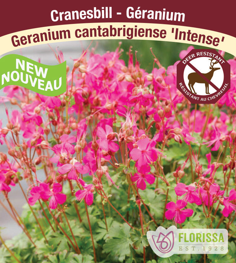 Geranium - cant. Intense