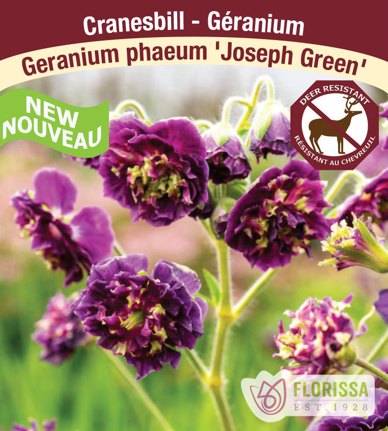 Geranium - phaeum Joseph Green