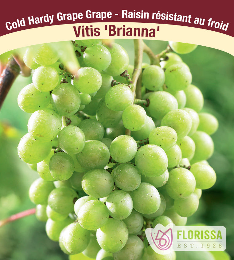Grapes Cold Hardy - Combo A Brianna & Trollhaugen