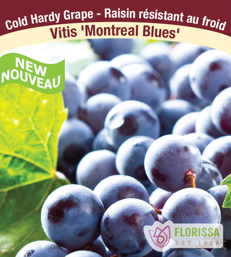 Grapes Cold Hardy - Combo B Montreal & Sommerset