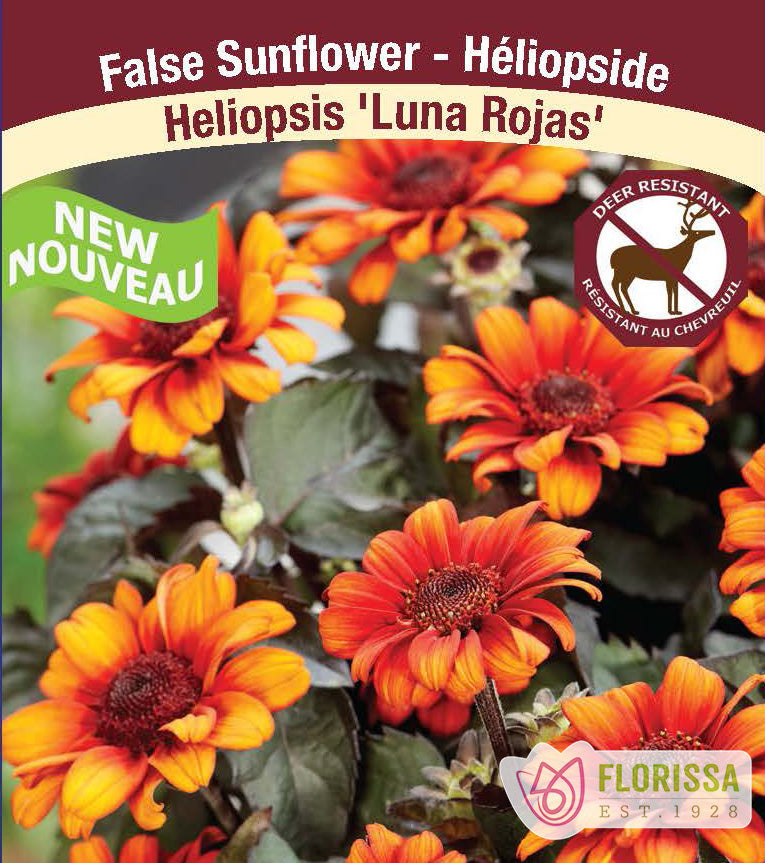 Heliopsis - Luna Rojas