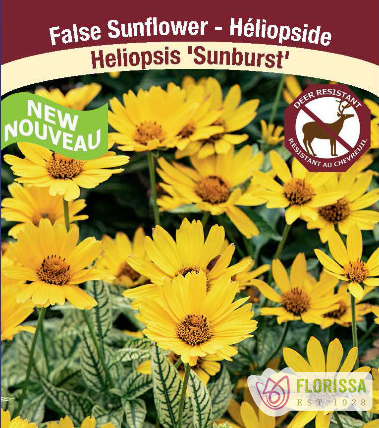 Heliopsis - Sunburst