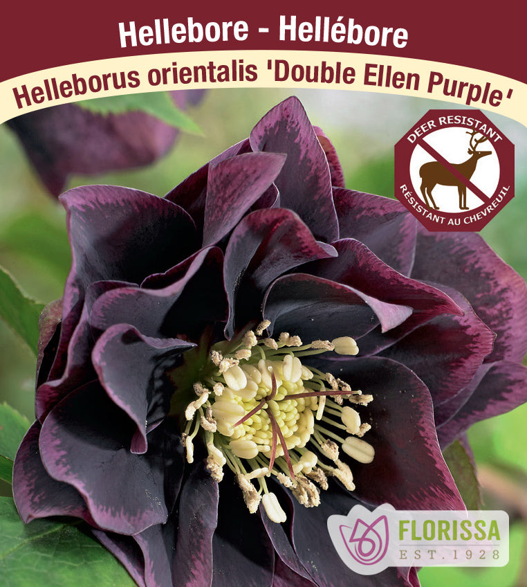 Helleborus - Double Ellen Purple