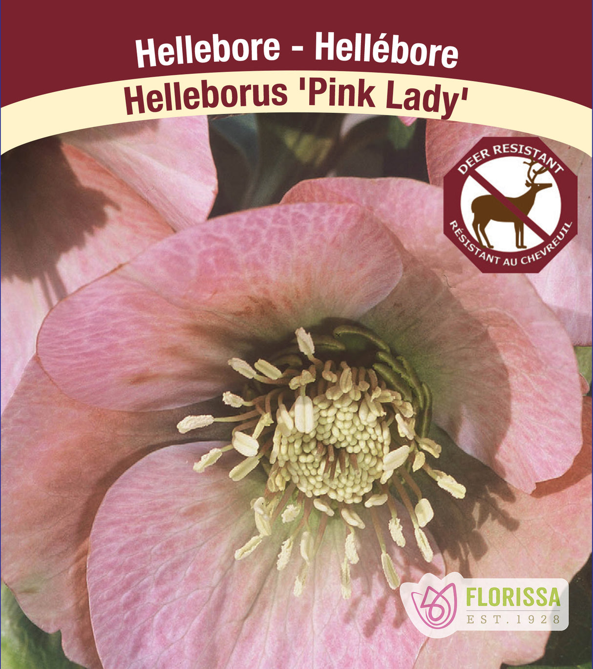 Helleborus - or. Pink Lady