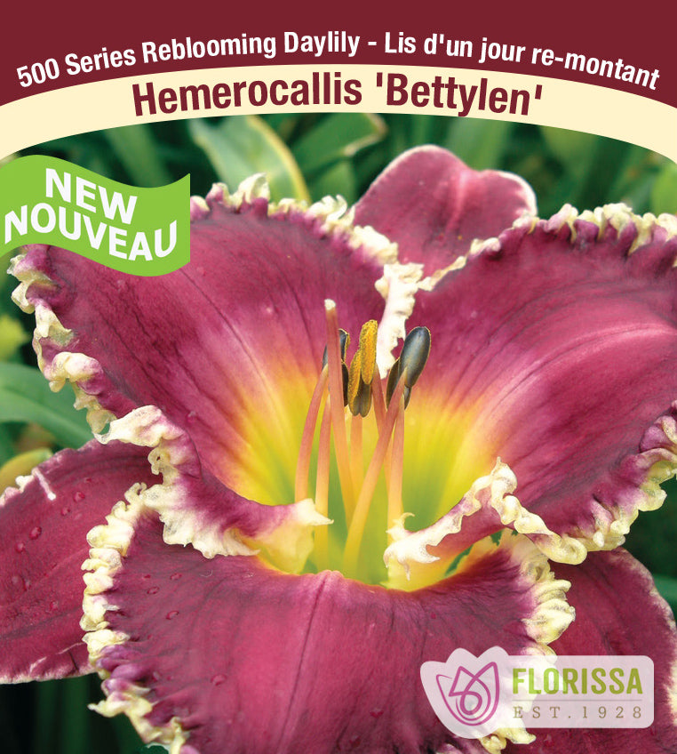 Hemerocallis - Bettylen