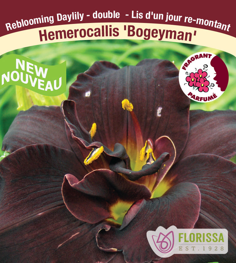Hemerocallis - Bogeyman