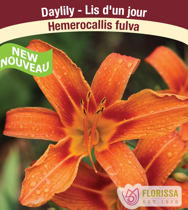 Hemerocallis - Fulva