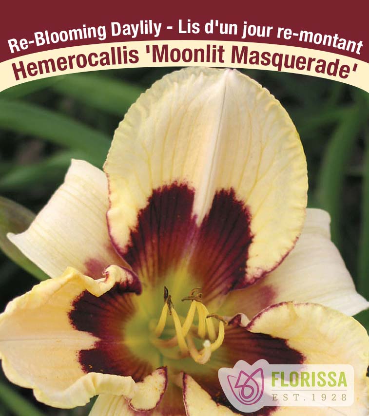 Hemerocallis - Moonlit Masquerade