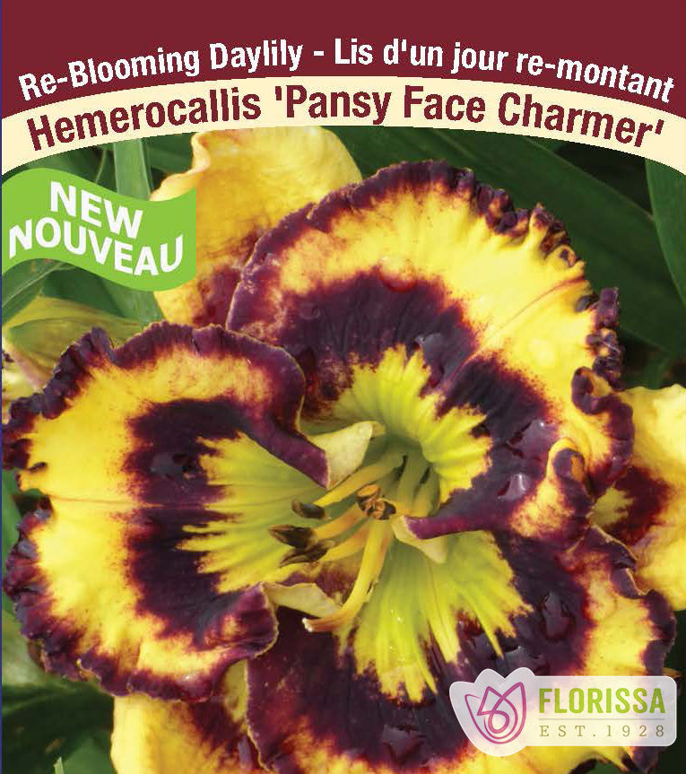 Hemerocallis - Pansy Face Charmer