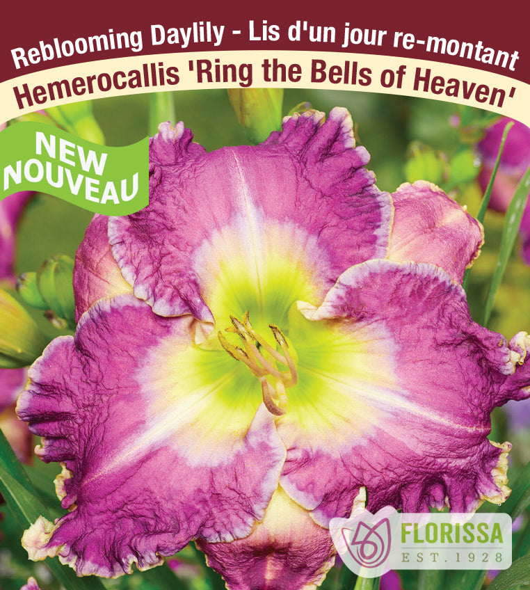 Hemerocallis - Ring the Bells of Heaven