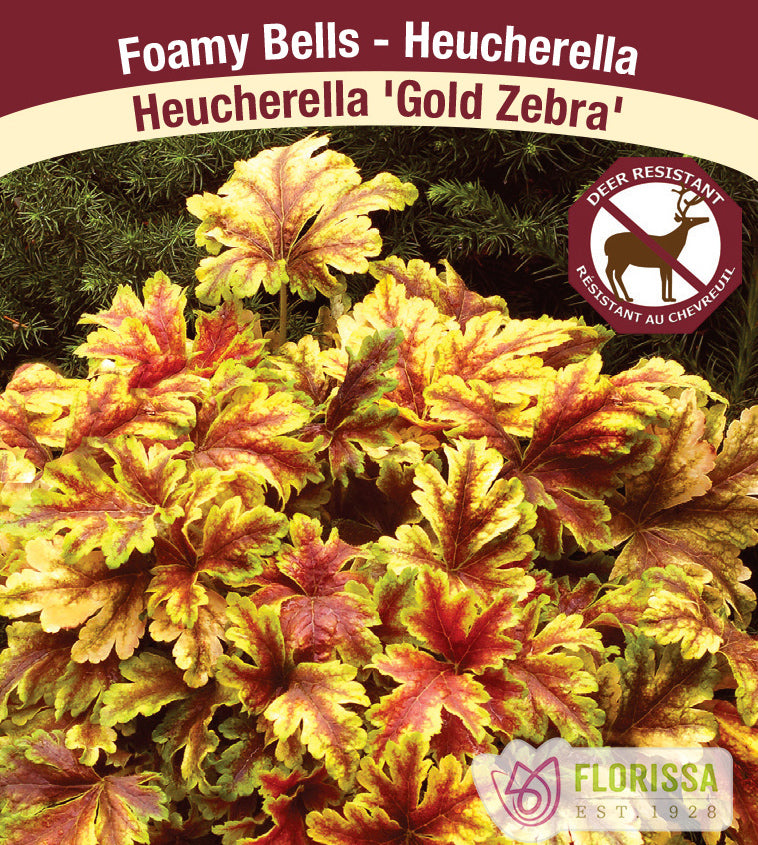Heucherella - Gold Zebra