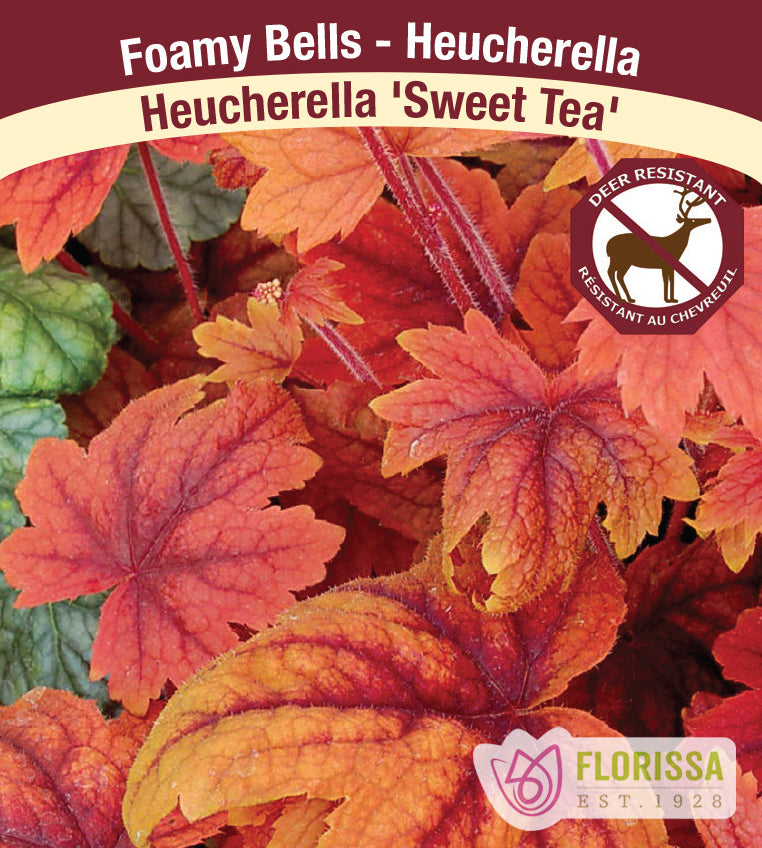 Heucherella - Sweet Tea