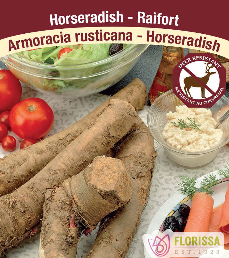 Horseradish - Bulk
