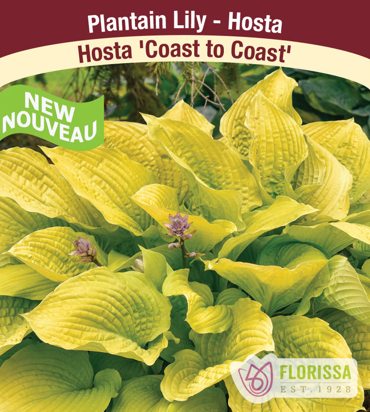 Hosta - Coast to Coast PW - incl Pot and Stake tag